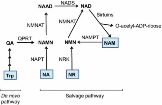 B3 vitamin biosynthesis to NAD+.jpg