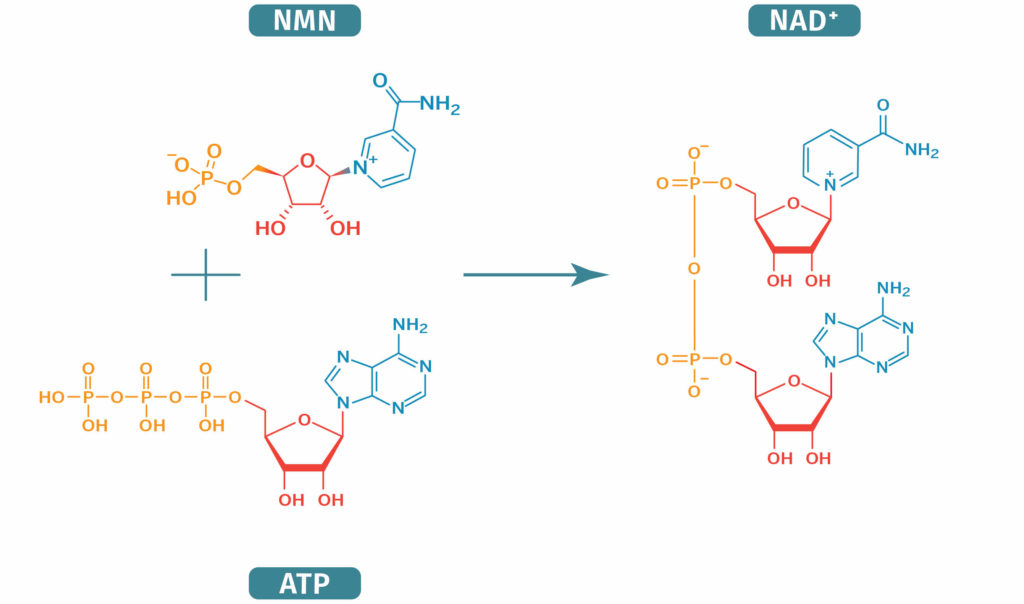 NAD biosynthesis.jpg